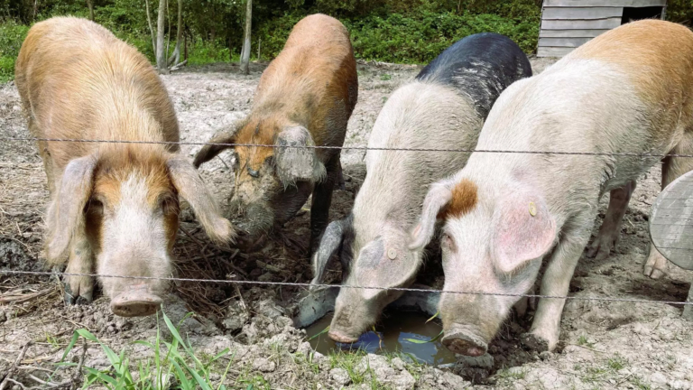 Geen varkenshemel maar droomboerderij voor Piggly, Sjaakie, Brownie en Kleintje