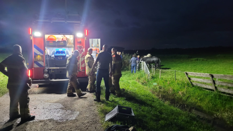 Paard te water in Eilandspolder: brandweer rukt uit