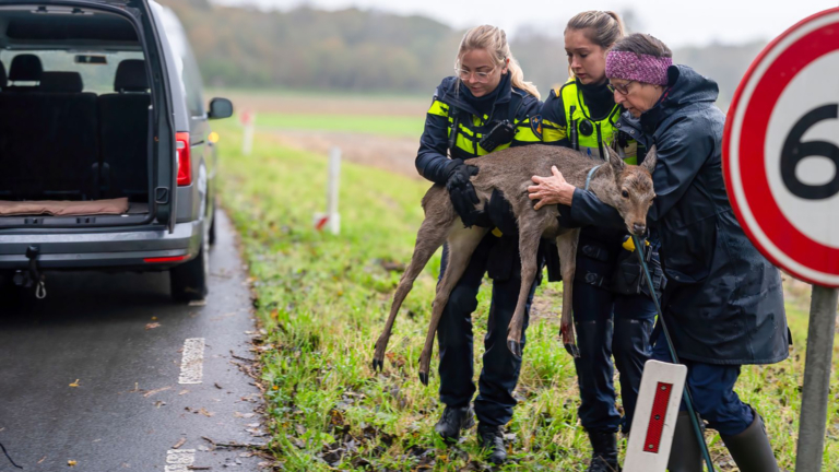 Gewonde ree blijkt sikahert en is inmiddels overleden