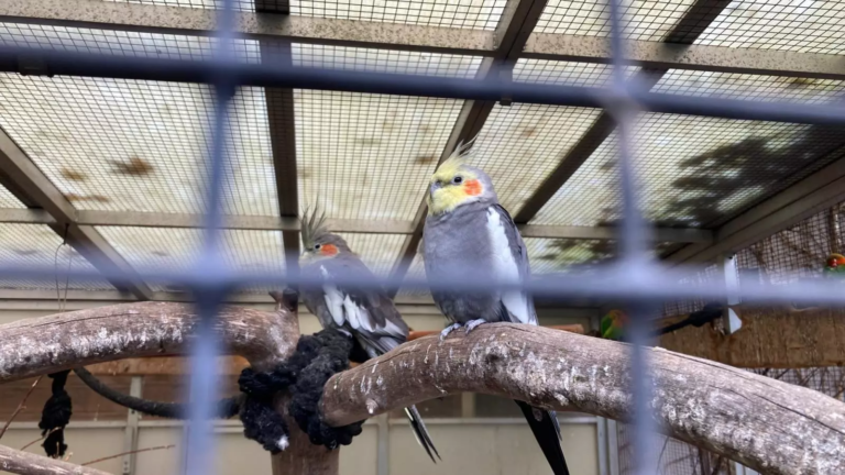 PvdD stelt vragen over ratten die vogels afslachten in Alkmaarse kinderboerderij