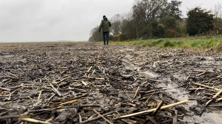 Oogst van bollentelers dreigt in het water te vallen: “Niet best!”