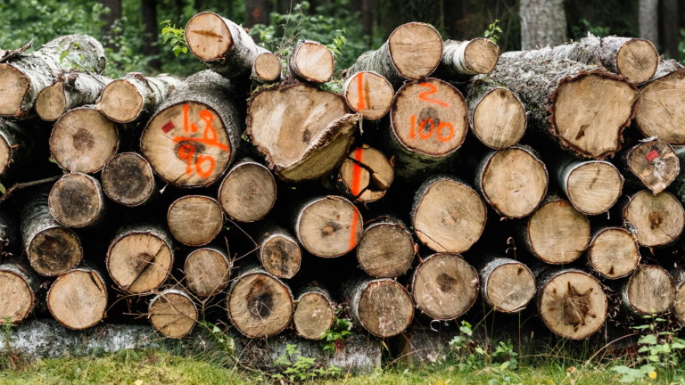 Heiloo kapt twintig bomen vanwege zomerstorm Poly: “Risico voor de veiligheid”