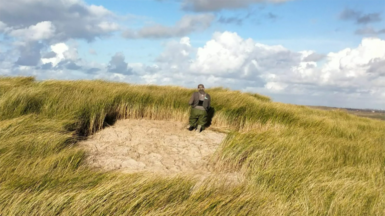 Transplantatie van helmgras naar kwetsbare duinen: “We trotseren weer en wind”