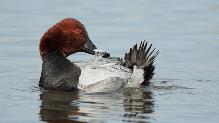 Kom ‘vreemde vogels’ spotten in en rond het Zwanenwater bij Callantsoog 🗓