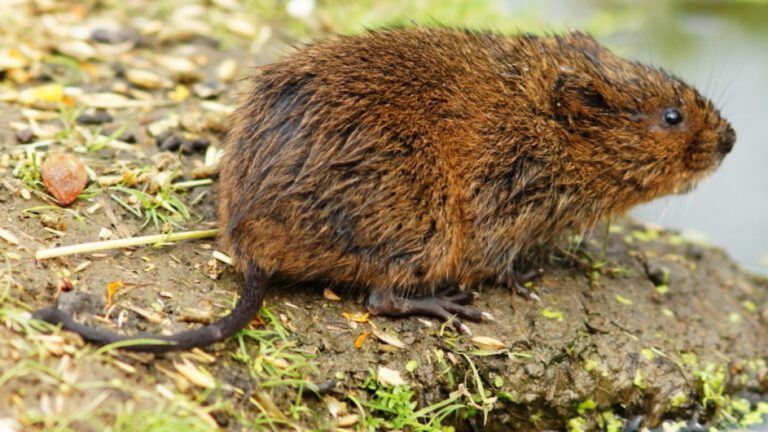 Rivierkreeften, woelratten en andere uitdagingen: volgende stap gezet voor toekomstbestendig Oosterdelgebied