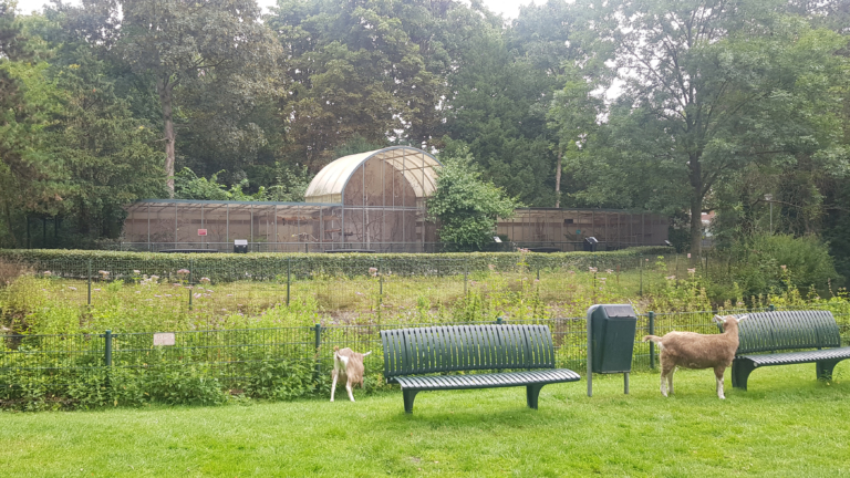 Stadsboerderij De Hout krijgt nieuwe volière en nieuwe vogels