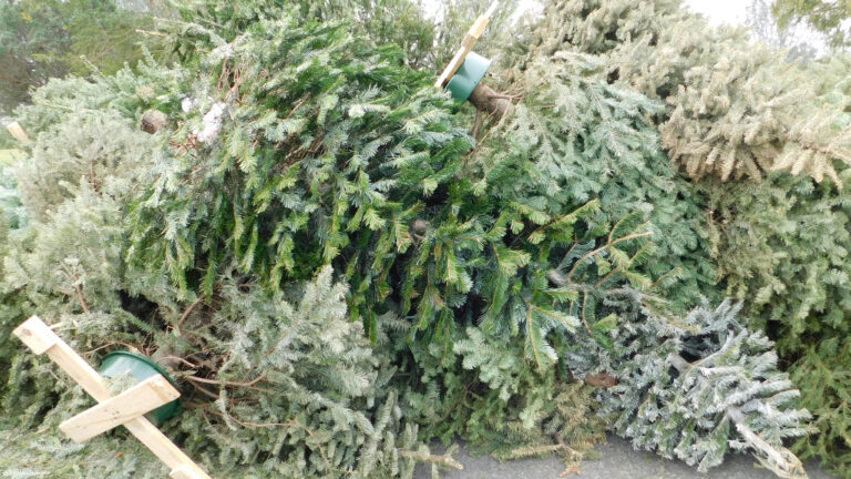 Shay is koningin van de kerstboominzameling in Dijk en Waard