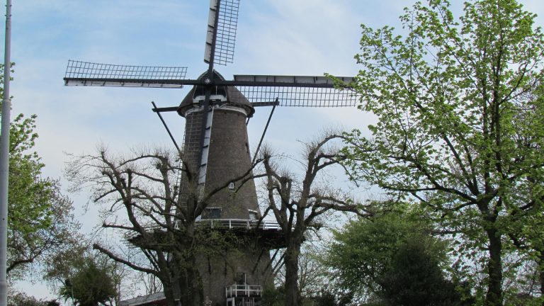 College Alkmaar wil monumentale bomen rond Molen van Piet laten kappen