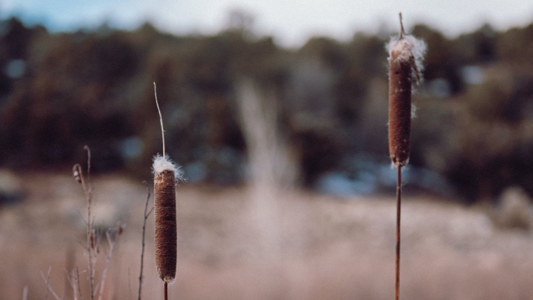 Van gras naar riet in strijd tegen natte voeten: “Dit is het nieuwe goud”