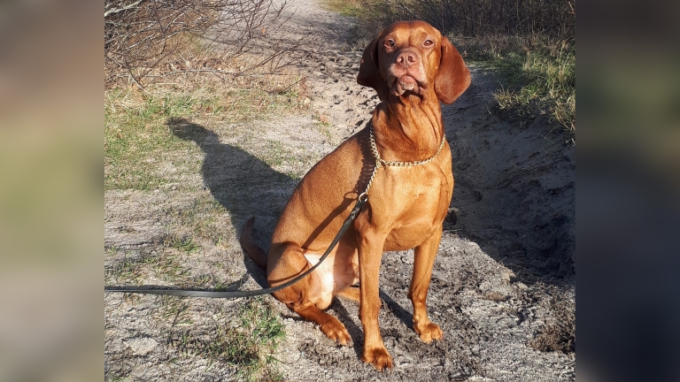 Spannend, maar Hunter is de allerleukste hond: “Stemmen nog een keer na moeten tellen”