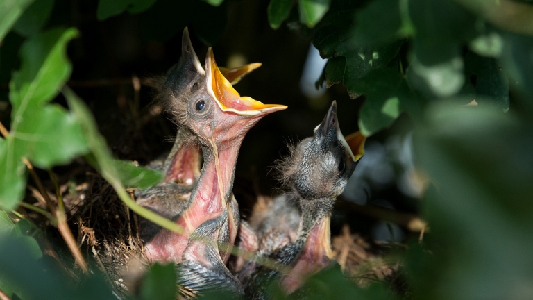 Meerdere paden in Noordhollands Duinreservaat dicht: “De natuur verandert in een kraamkamer”