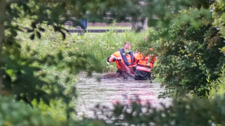 Oplettende bewoners bellen brandweer: schaap in sloot Schoorl