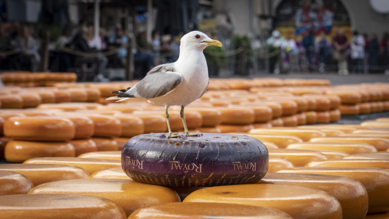 “Kaa, kaa…”: Veroorzaken meeuwen overlast of veroorzaken mensen de overlast van de meeuwen?