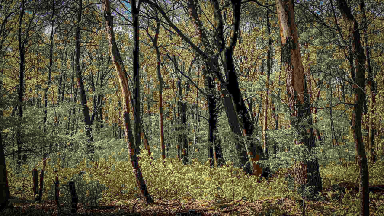Duinstichting vreest nieuwe kaalslag in Schoorlse Duinen: “Blijf af van Amerikaanse eiken bij Julianalaan”