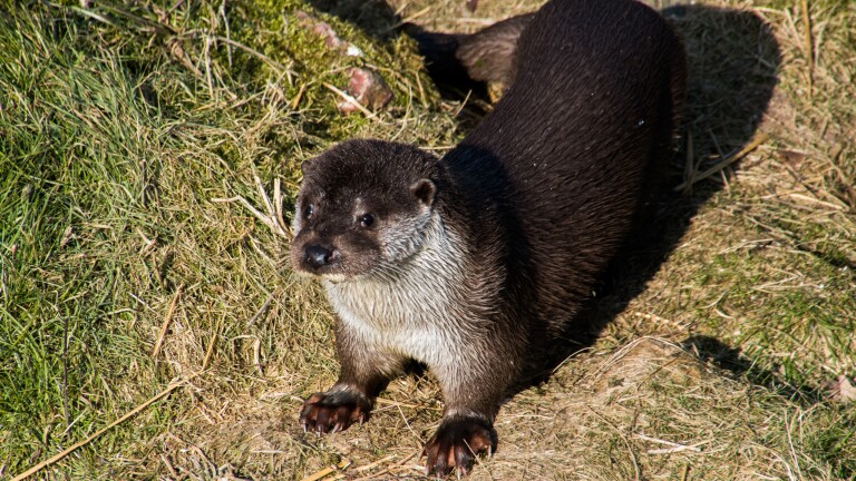 Otters rukken op in de regio, en dat is mooi: “Ze eten die kreeften massaal op”