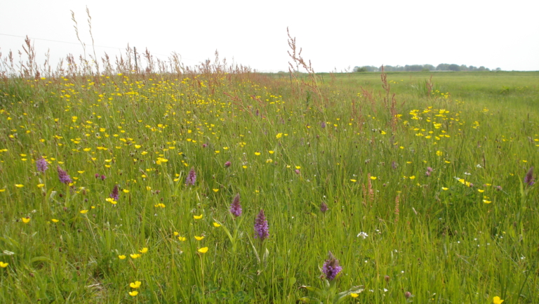Natuurmonumenten organiseert wandelexcursie door de Weide Nes bij Bergen 🗓