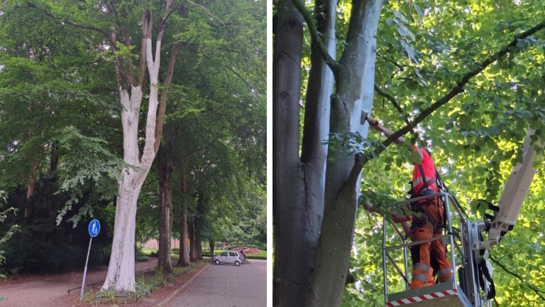 Aan de linkerkant een hoge boom langs een trottoir, met een stam die wit geverfd is en groene bladeren erboven; aan de rechterkant staat een man in veiligheidskleding in een hoogwerker bij de takken van een boom, terwijl hij onderhoudswerkzaamheden uitvoert tussen de bladeren.