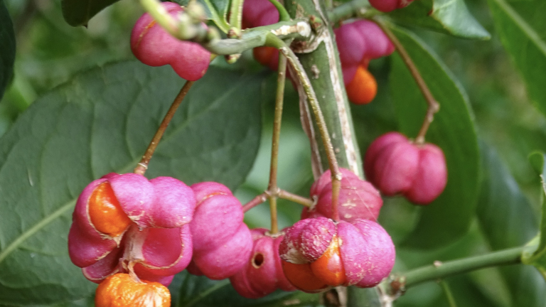 Felgekleurde roze en oranje vruchten van de kardinaalsmuts hangen aan groene takken tussen bladeren.