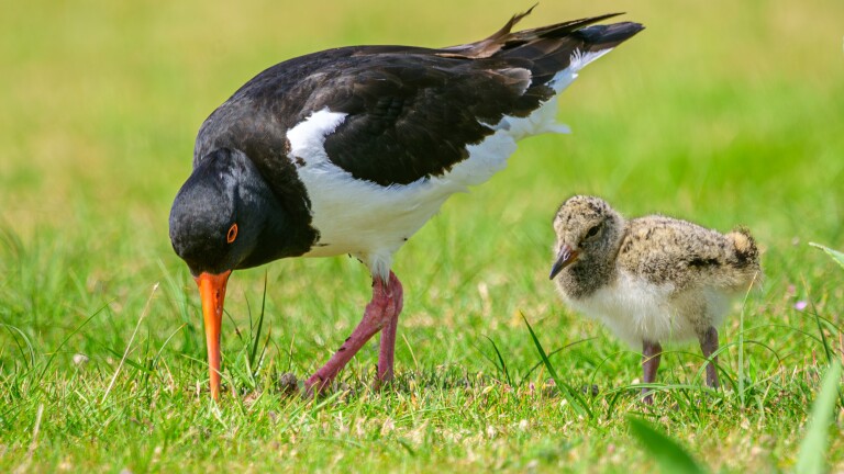 Leer vogels herkennen tijdens nieuwe cursus in Alkmaar 🗓