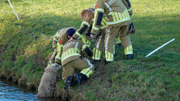 Schaapje weer op het droge dankzij brandweer in Zuidschermer
