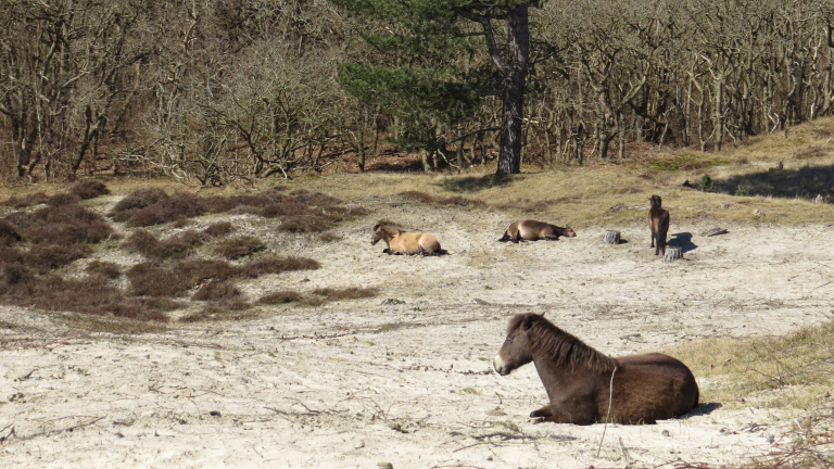 Wilde paarden rusten in een zandige duinvallei met schaarse begroeiing en een kale bosrand op de achtergrond.