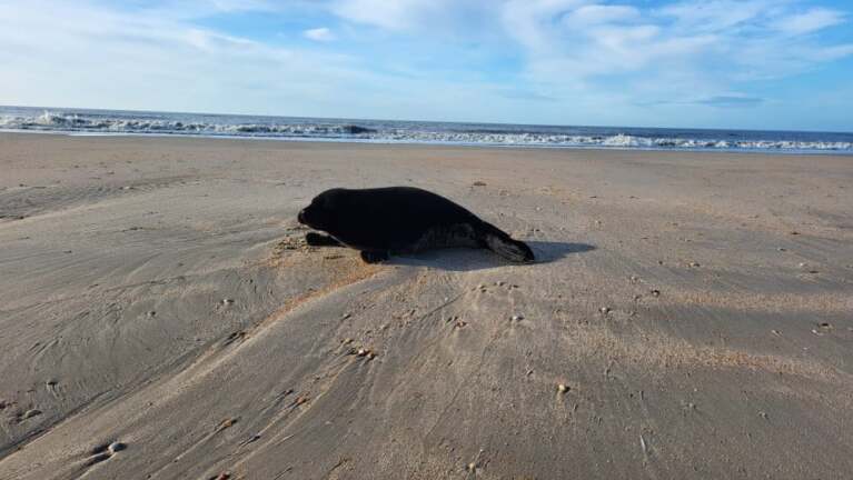 Zeldzaam: Pikzwarte zeehond spoelt aan bij Castricum