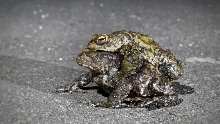 De natuur op weg helpen na winterslaap: “Het begint met de salamanders”