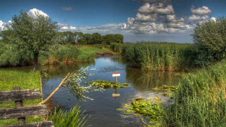 Weelderig groen landschap met rietvelden en stroompje, onder een blauwe lucht met witte wolken.