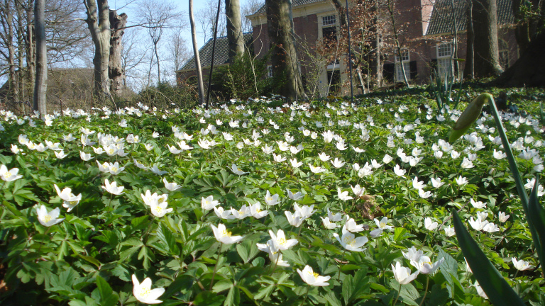 Veld met bloeiende witte bloemen tussen bomen, met op de achtergrond een oud gebouw.