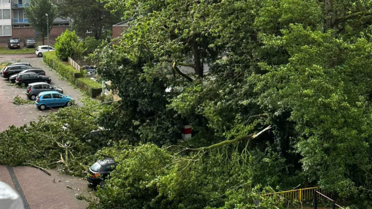 Toch geknakt: Alkmaar velt honderden bomen om stormschade