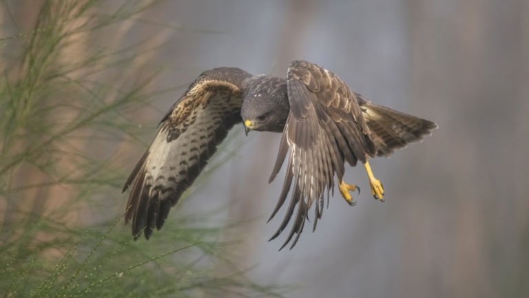 Een roofvogel zweeft en duikt naar beneden met gespreide vleugels in een bosachtige omgeving.