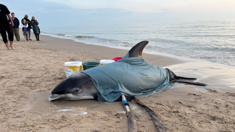 Dolfijn bedekt met een natte doek ligt op het strand, met emmers en toekijkende mensen op de achtergrond.