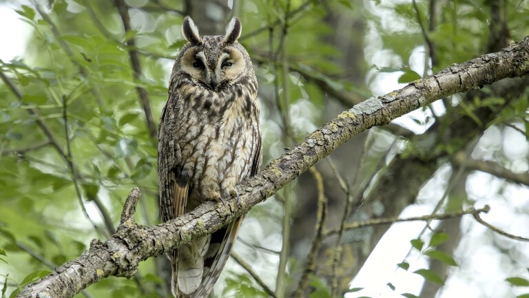 Streep door festival Power Valley: beschermde ransuil broedt in Geestmerambacht