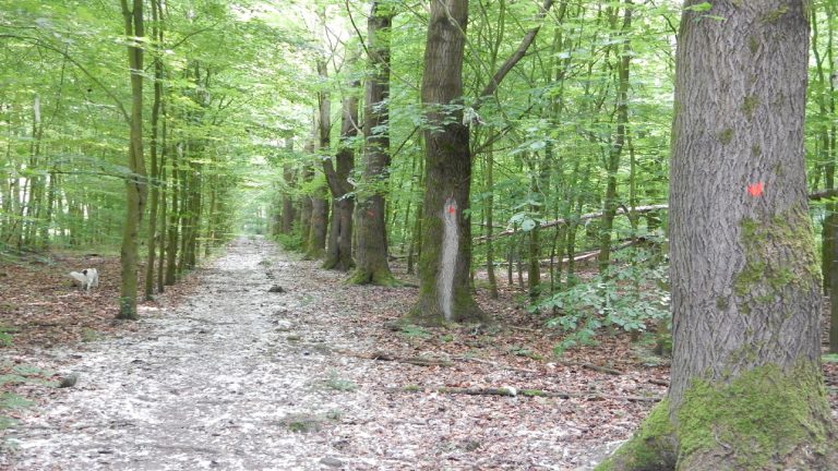 ‘Dunning’ in Waarderhout: oude populieren wijken voor nieuwe bomen