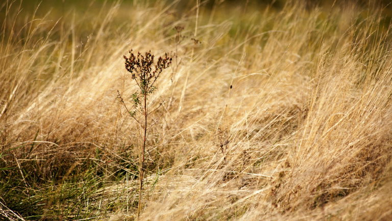 Alarmfase 2: waterschap treft extra maatregelen vanwege droogte