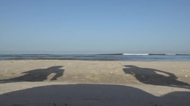 Hittegolf in de Noordzee verandert zeeleven: nieuwe soorten duiken op, andere verdwijnen