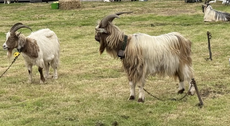 Twee geiten met grote, gebogen hoorns staan aangelijnd op een grasveld