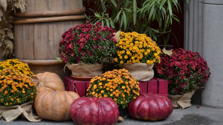 Herfstdecoratie met potten chrysanten in rood en geel, houten kistjes en grote pompoenen bij een houten ton