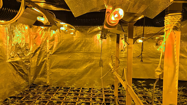 Binnenkant van een kweekruimte met reflecterende folie, ventilatieslangen en gele groeilampen boven jonge plantjes in trays