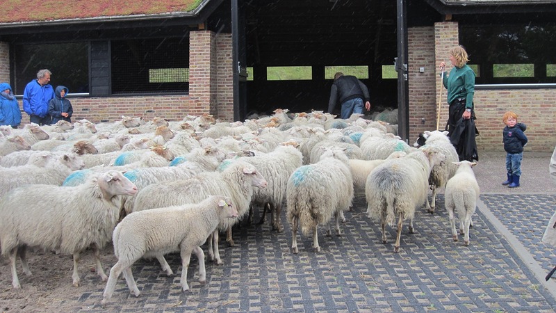 In mei zijn de schapen er weer bij