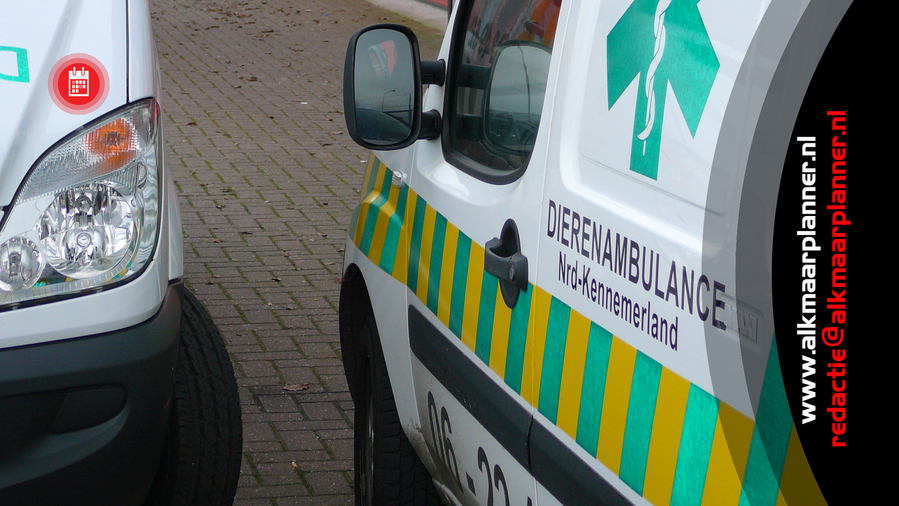 Politiebericht: laat geen hond in de auto achter bij warm weer