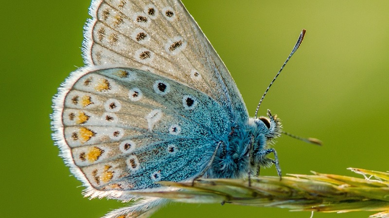 Op zoek naar scherfjes uit de hemel nabij de Schaapskooi Bergen