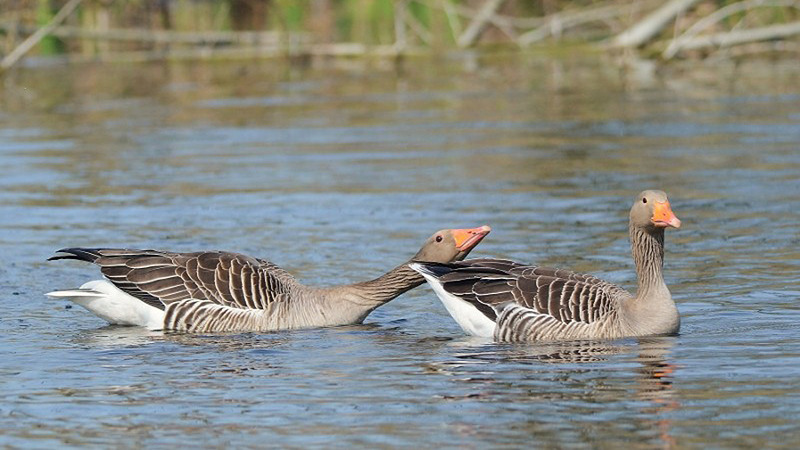 Vrijwillige vogelaars en terrein- en wildbeheerders tellen samen ganzen