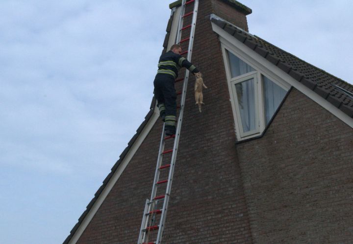 Stereotype actie: brandweer redt kat (FOTO)
