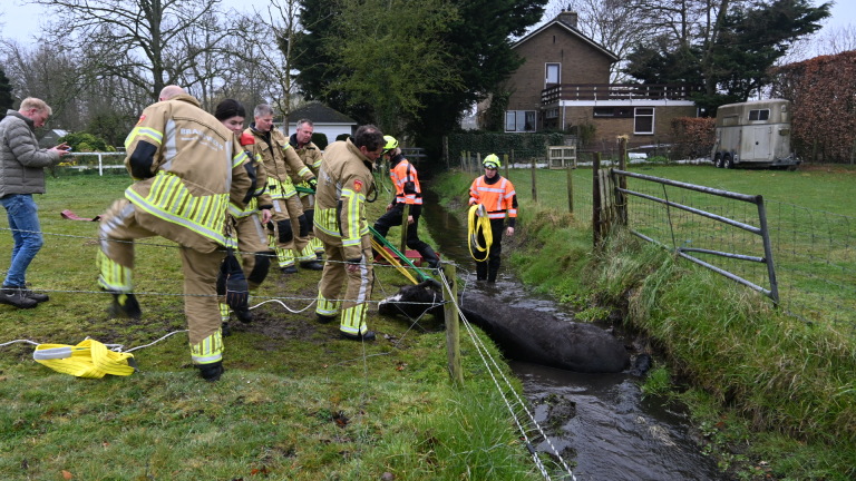 Brandweerlieden redden een koe uit een sloot, met meerdere mensen die toezicht houden in een landelijke omgeving.
