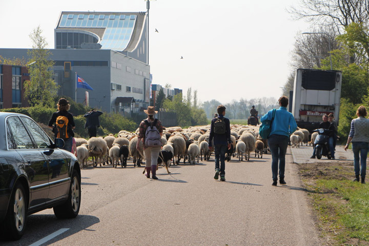 Honden voor de klas op obs De Kennemerpoort (FOTO)