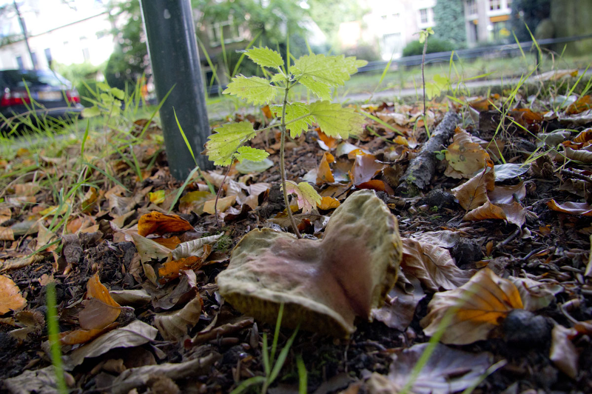 Bijna 200 soorten paddestoelen in Wilhelminalaan (FOTO)