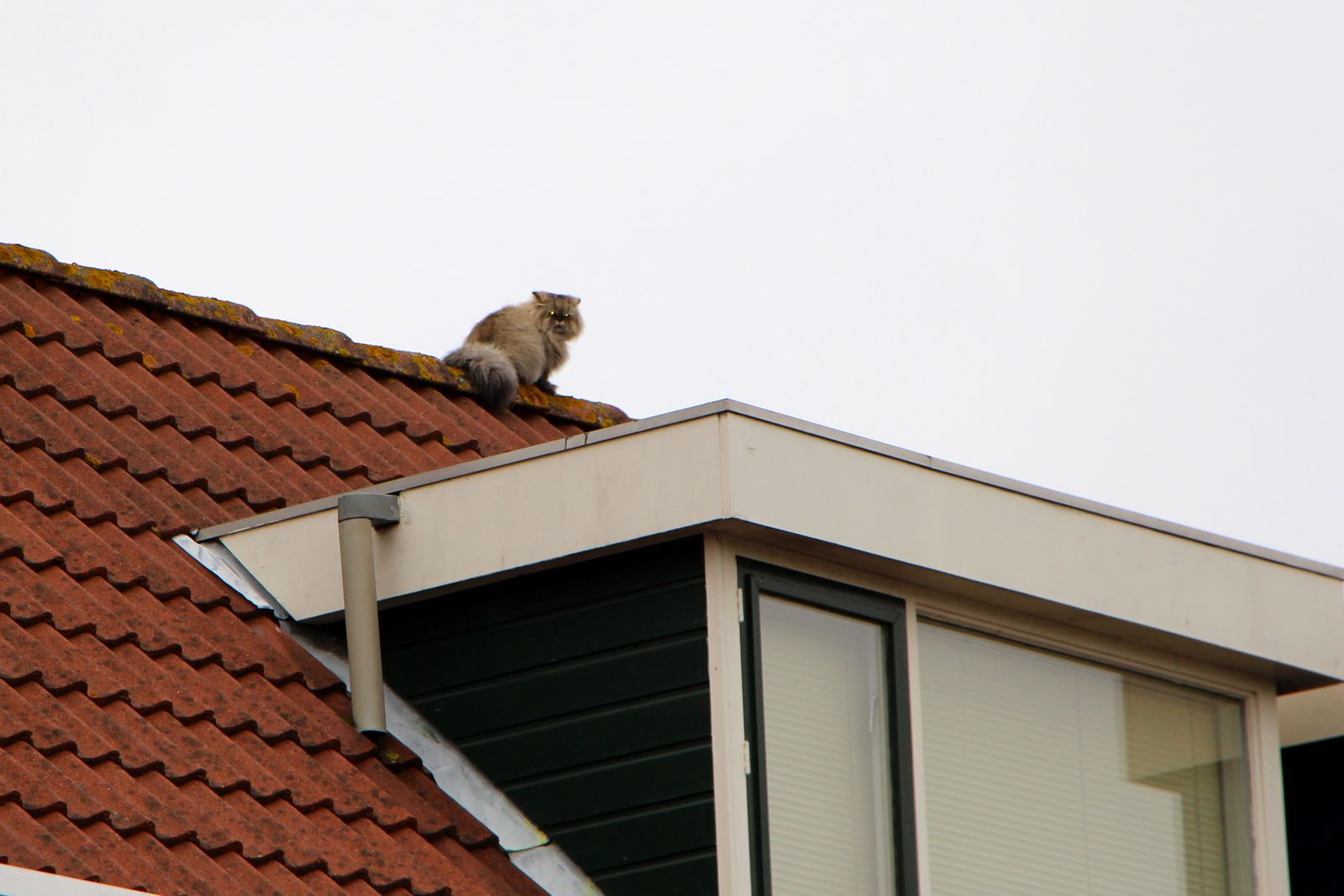 Kat houdt baasje uit slaap: brandweer brengt uitkomst (FOTO's)