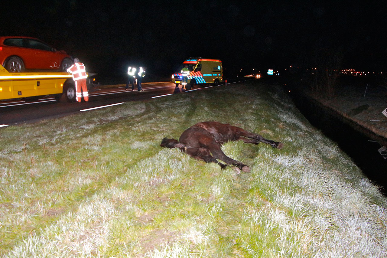 Pony moet oversteekactie N242 met dood bekopen (FOTO's)